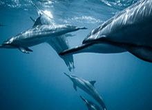 NBA现场离谱一幕：约基奇与拜仁的这一幕让开云用户讨论炸了